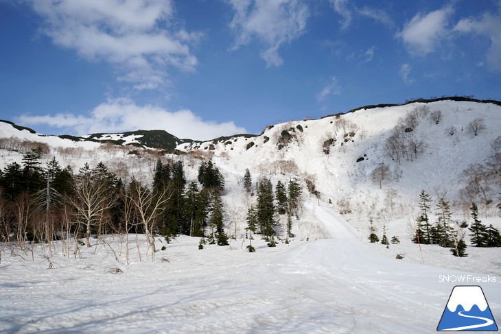 大雪山旭岳ロープウェイスキー場　カムイミンタラ『神々の遊ぶ庭』で春を楽しむ！